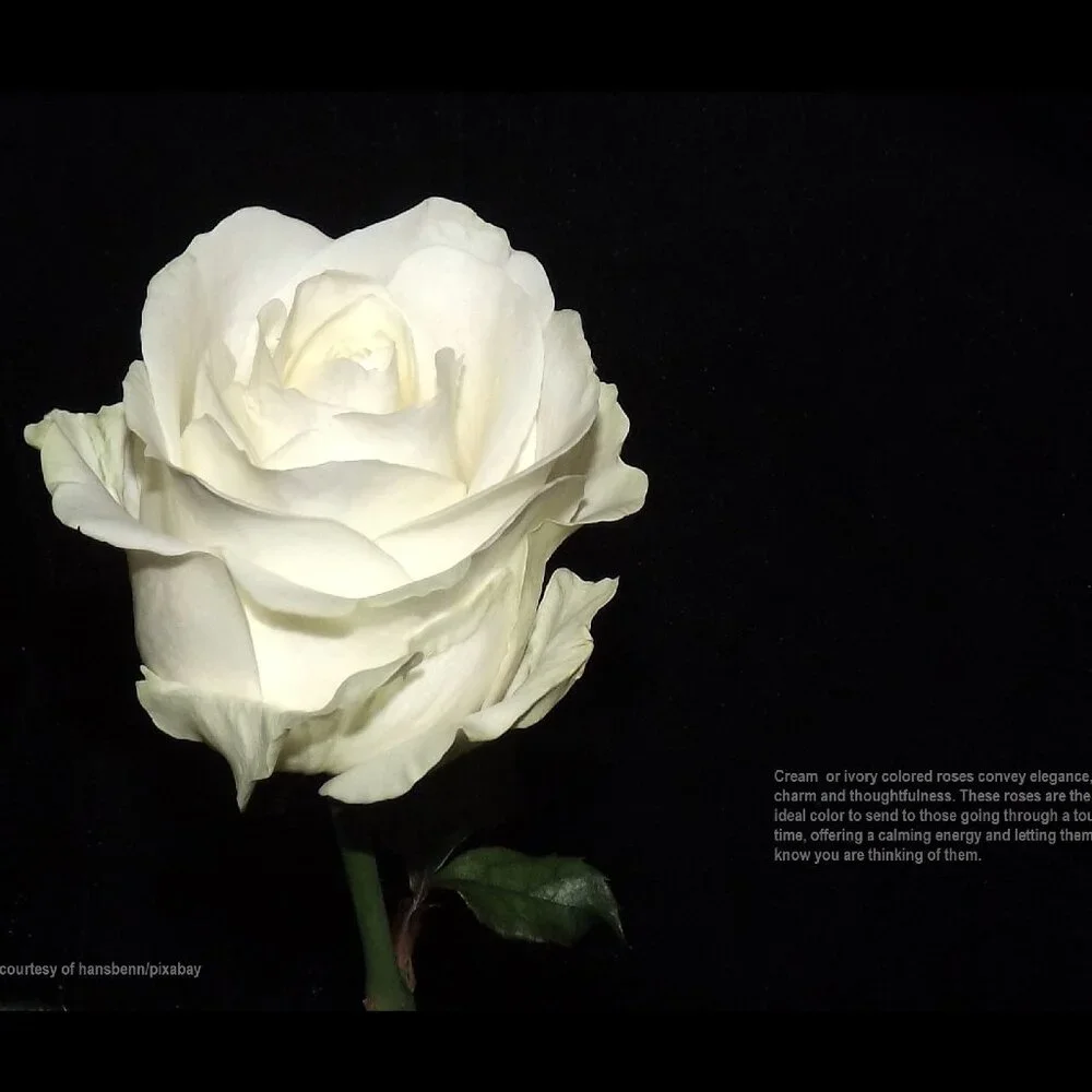 2027 Rose Calendar Beautiful Flower Photography Floral Garden Wall Calendar Gift